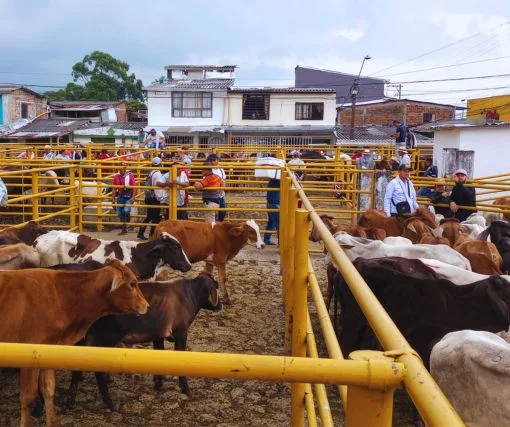 Feria ganadera en Circasia, Quindío, con productores y vendedores revisando ganado vacuno en los corrales durante un día de mercado.