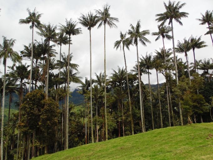 Impresionante paisaje del Valle del Cocora con numerosas Palmas de Cera del Quindío (árbol nacional de Colombia) en un día nublado, cerca de Salento.