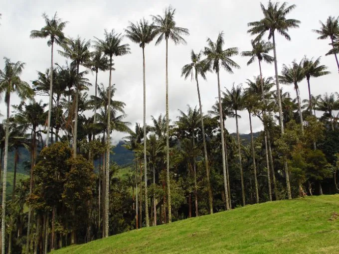 Impresionante paisaje del Valle del Cocora con numerosas Palmas de Cera del Quindío (árbol nacional de Colombia) en un día nublado, cerca de Salento.